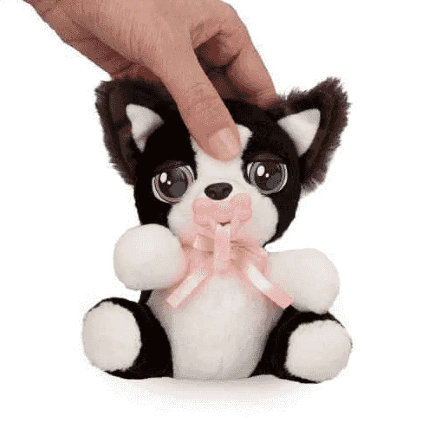 Baby Paws Mini Border Collie