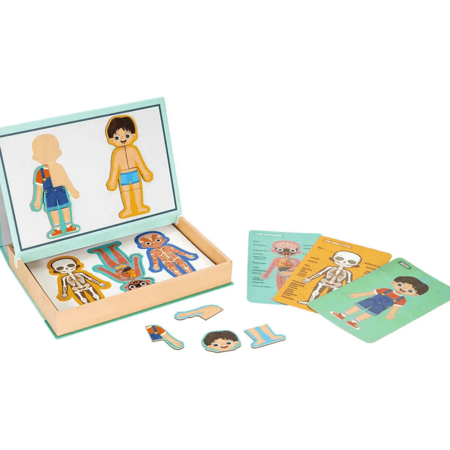 Maletín de Aprendizaje El Cuerpo Humano